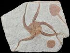 Ordovician Brittle Star (Ophiura) Fossil - Morocco #70045-2